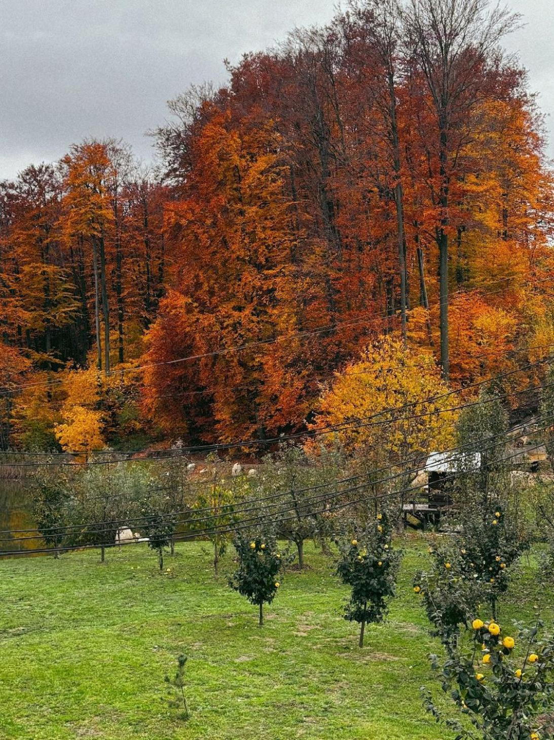 Hotel Orlyne Gnizdo Černivci Esterno foto